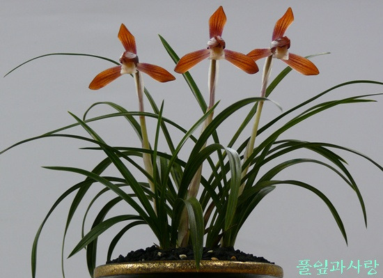커피포레버 이미지