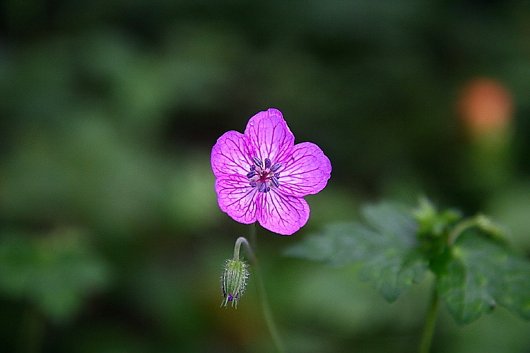 �̹����� Ŭ���ϸ� ������ ���� �� �ֽ��ϴ�.