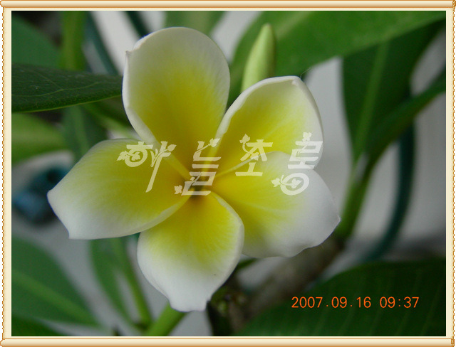 하와이꽃집 이미지