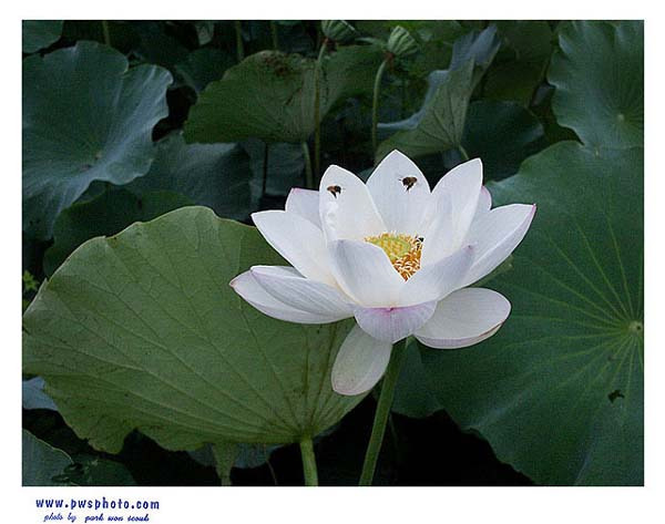 백련 이미지