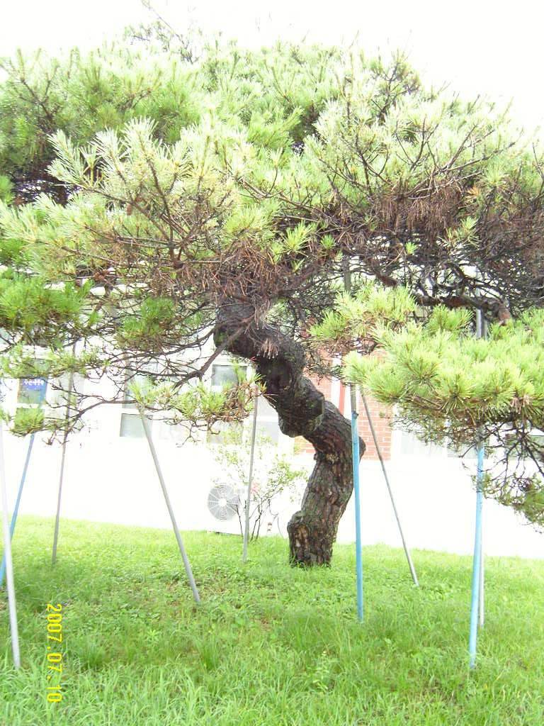 소나무주 이미지